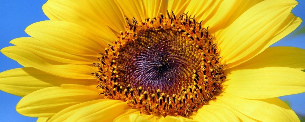 Sunflower 179010 1280